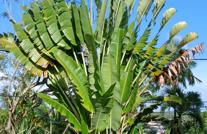 Vente Maison 194m&sup2; 9 pièces Morne &agrave; l'eau