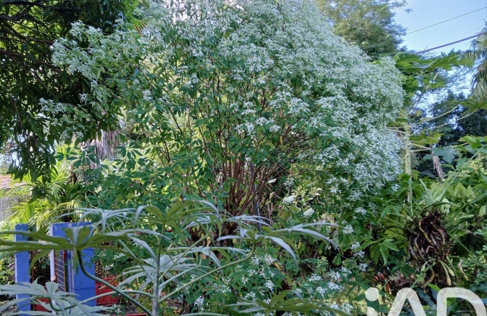 Vente Maison 194m&sup2; 9 pièces Morne &agrave; l'eau