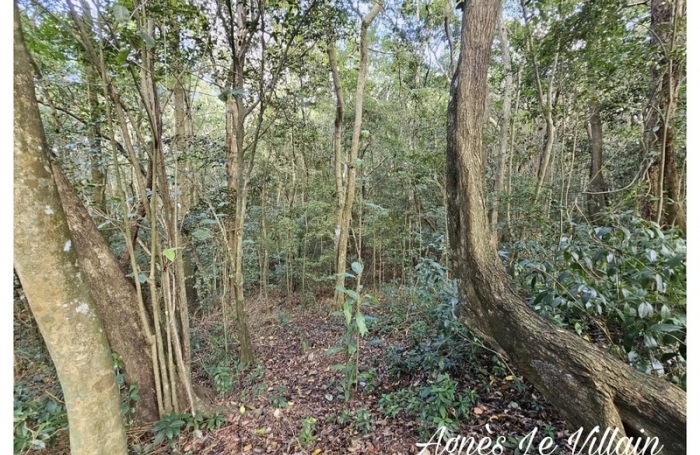 Vente Terrain 3123m&sup2; Bouillante