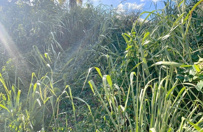 Vente Terrain 585m&sup2; Gosier