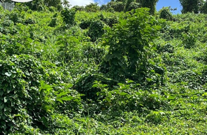 Vente Terrain 865m&sup2; Les Abymes