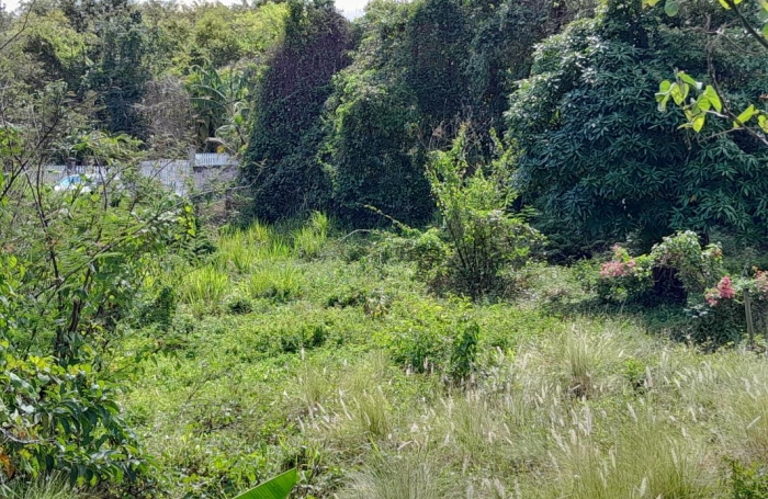 Vente Terrain 1682m&sup2; Deshaies