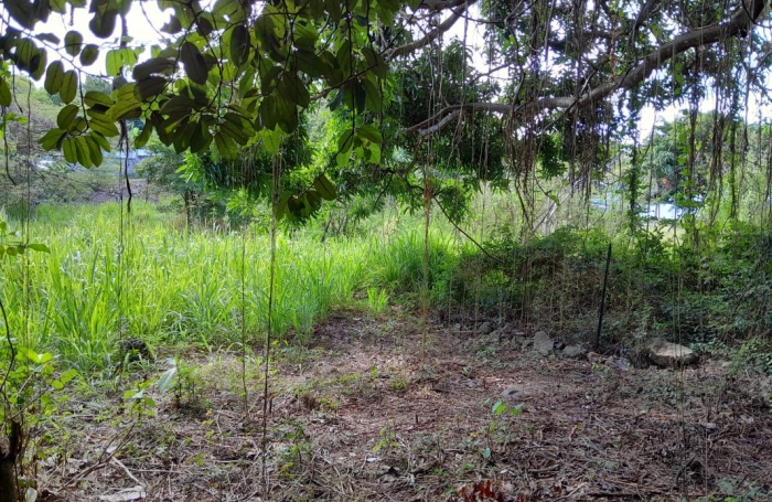 Vente Terrain 1682m&sup2; Deshaies