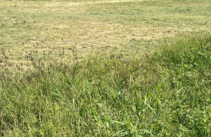 Le Moule -Terrain constructible 726m2
