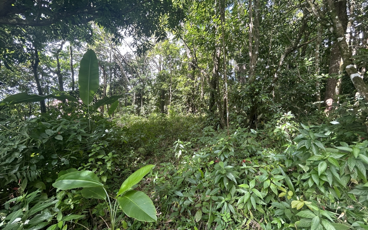 Sainte - Luce Terrain exceptionnel avec vue mer de 750 M2