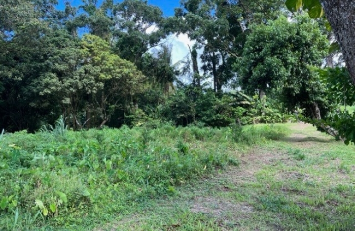 Vente Terrain Le Morne Rouge