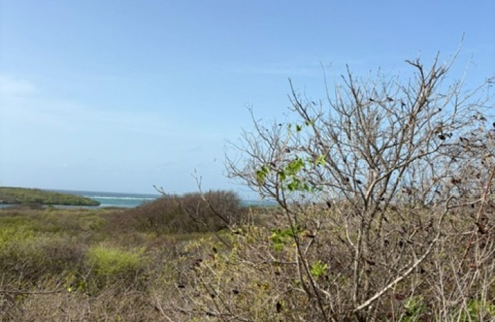 Terrain de 1100 m2 avec vue mer au Cap Chevalier - SAINTE-ANNE