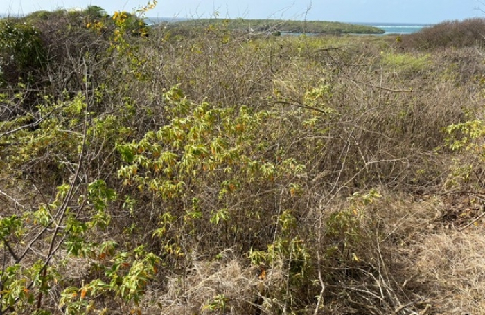 Terrain de 1100 m2 avec vue mer au Cap Chevalier - SAINTE-ANNE