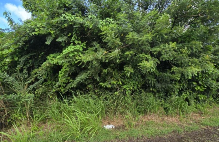 Vente Terrain 1300m&sup2; Le Marin