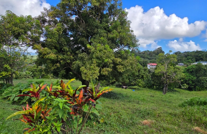 Vente Terrain 585m² Le Robert