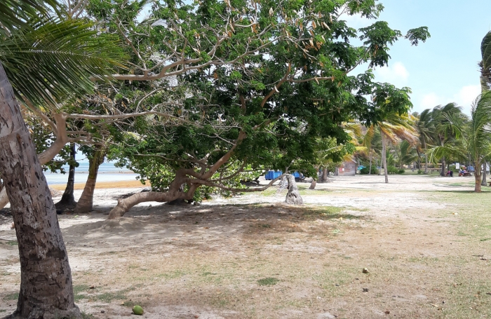 Vente Terrain 97280