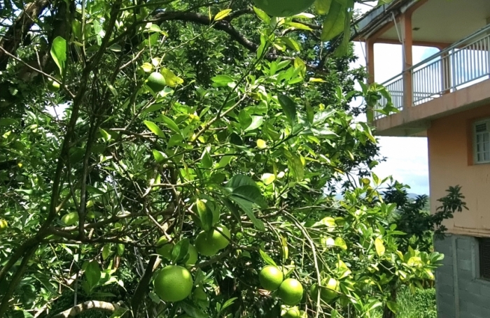 Vente Maison 250m&sup2; 9 pi&#232;ces Ducos