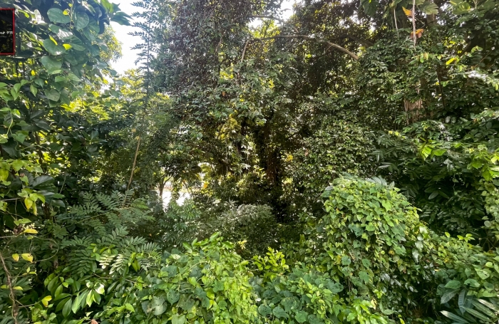 À Vendre - Terrain à fort potentiel - Trinité