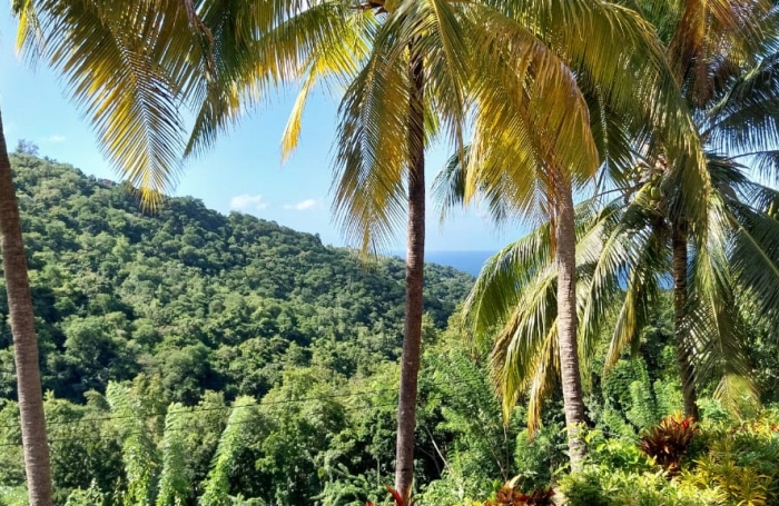 T4 haut de villa - LE CARBET