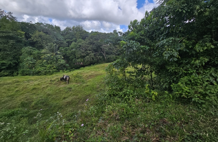 Terrain &agrave; b&acirc;tir de 1353 m2 dont 751 m2 constructibles - LE ROBERT