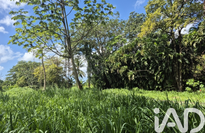 Vente Terrain 3292m&sup2; Ducos