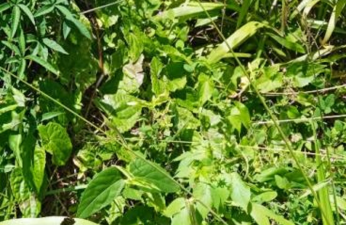 Vente Terrain 556m&sup2; Basse-Pointe