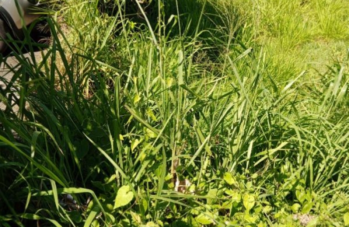 Vente Terrain 556m&sup2; Basse-Pointe