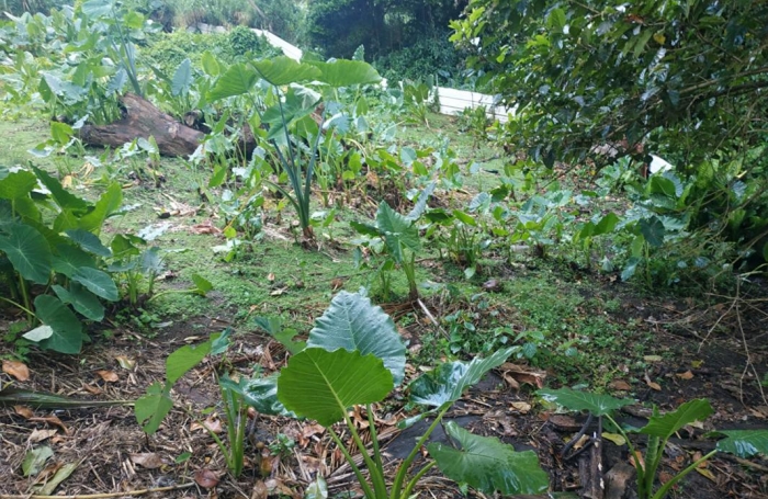 Vente Terrain 500m&sup2; Gros Morne