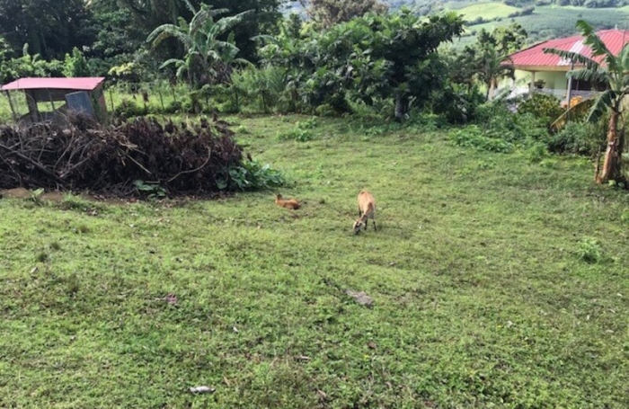 Vente Terrain 940m&sup2; La Trinit&eacute;