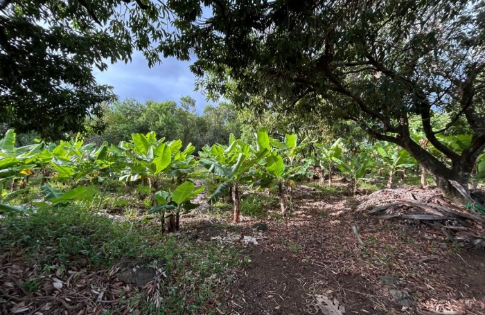 Vente Terrain 97432
