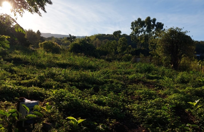 Vente Terrain 97423