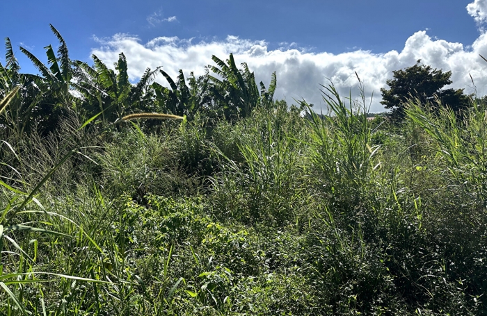 Vente Terrain 1548m² Petite île