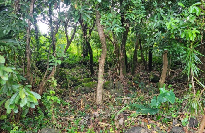 Vente Terrain Saint-Benoît