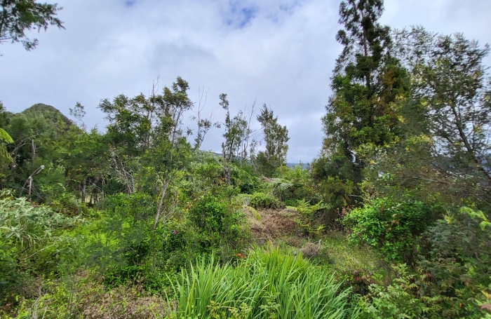 TERRAIN CONSTRUCTIBLE PLAINE DES PALMISTES