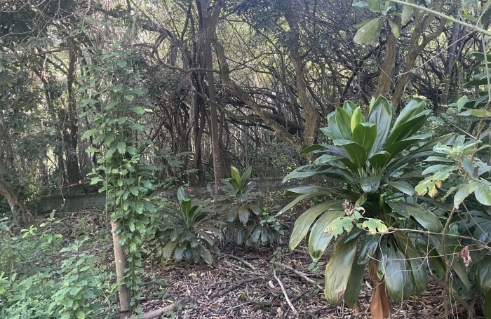 &Agrave; VENDRE  Terrain constructible avec vaste espace bois&eacute;